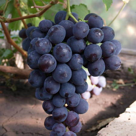 Подборка самых лучших сортов винограда для Среднего Поволжья