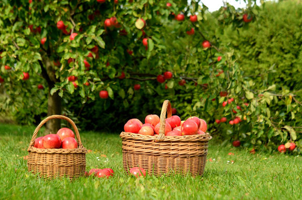 Лучший период для уборки яблок: полезные советы и рекомендации