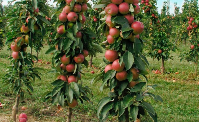 Подборка лучших советов по выращиванию колоновидных яблонь