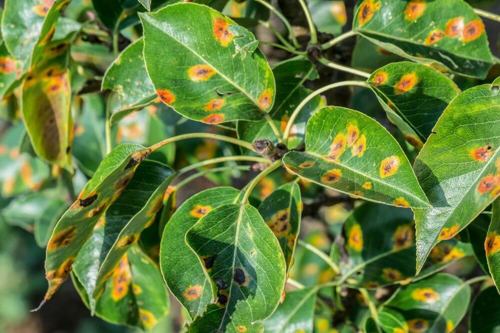 Причины почернения листьев у груши и эффективные методы лечения