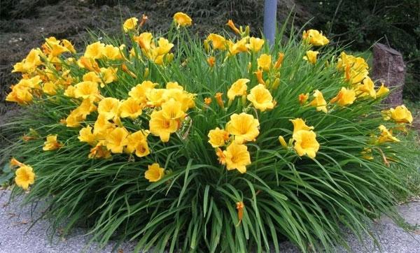 Что цветет после тюльпанов и нарциссов: правильное соседство