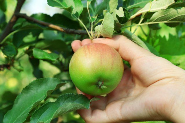 Лучший период для уборки яблок: полезные советы и рекомендации