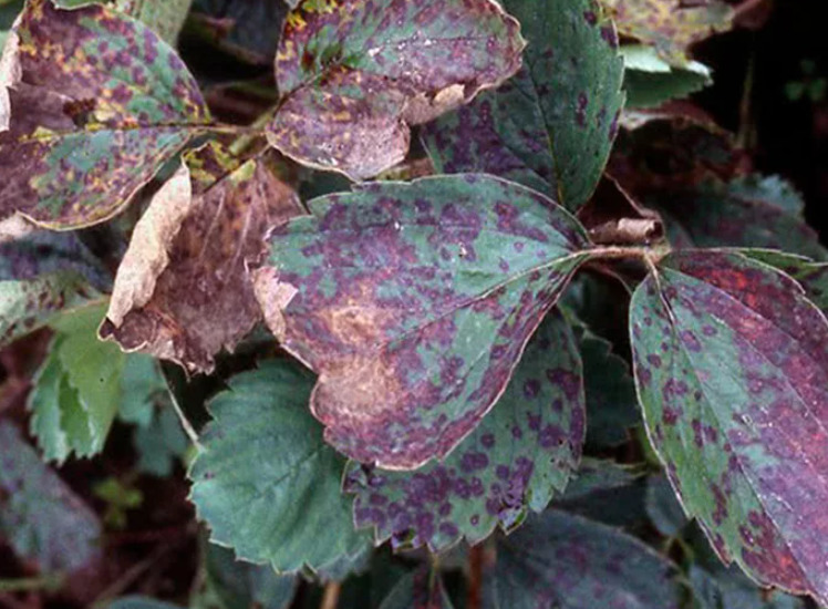 Чем могут быть вызваны красные пятна на листьях клубники? Разбираемся в причинах