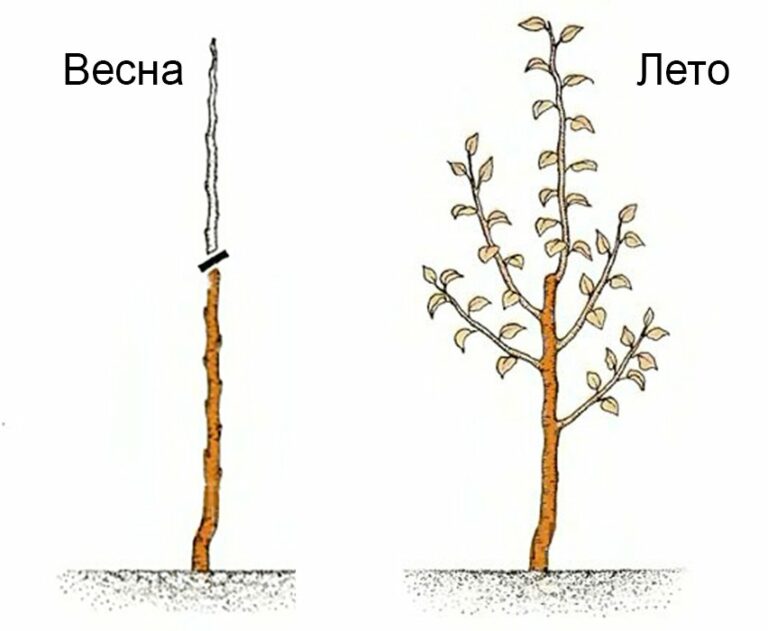 Формировка груши схема