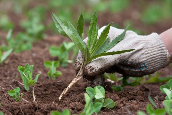 Защита урожая: чем обрабатывать овощи на приусадебных участках