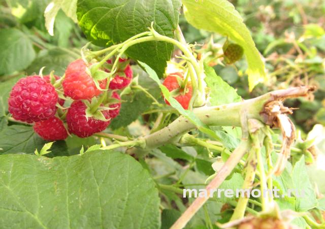 Что значит прищипнуть малину. Смотреть фото Что значит прищипнуть малину. Смотреть картинку Что значит прищипнуть малину. Картинка про Что значит прищипнуть малину. Фото Что значит прищипнуть малину