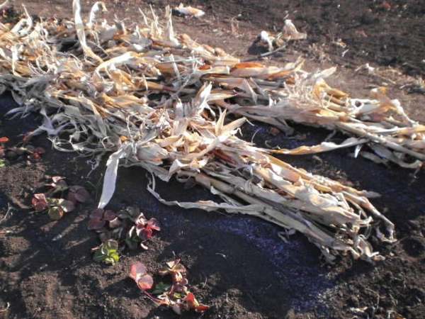 Уход за клубникой осенью: 5 лишних дел и 5 опасных ошибок садовода