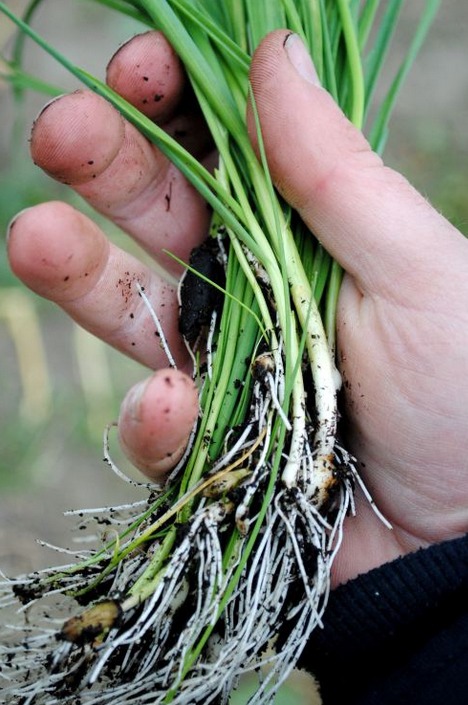 Выращиваем озимый чеснок из бульбочек: сроки, нормы посева, хитрости