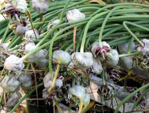 Выращиваем озимый чеснок из бульбочек: сроки, нормы посева, хитрости