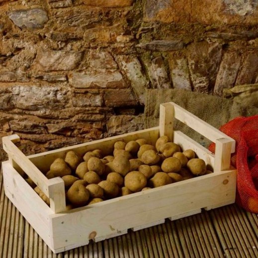О вечном: как правильно хранить картошку в погребе и квартире