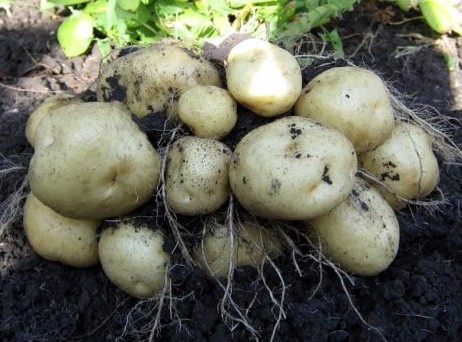 Ласунок – картофель для настоящего хозяина