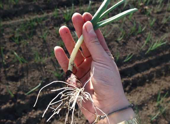 Когда сажать озимый лук и как посадить правильно – агрономы советуют