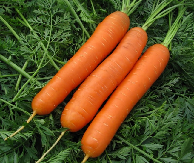Про среднеспелую морковь Нантская 4 подробно