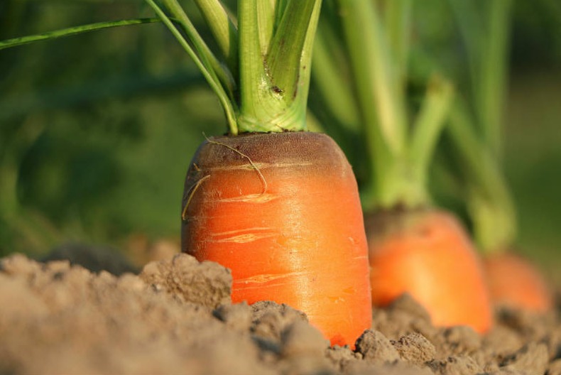 Сеем морковь под зиму: запомните эти правила