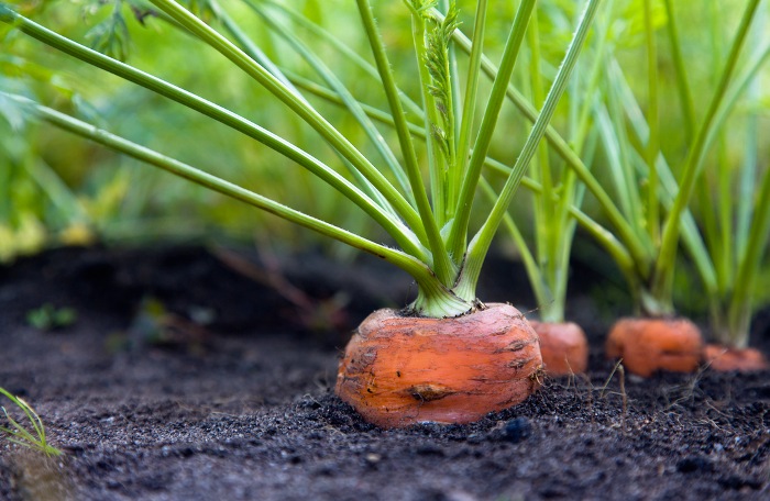 Сеем морковь под зиму: запомните эти правила