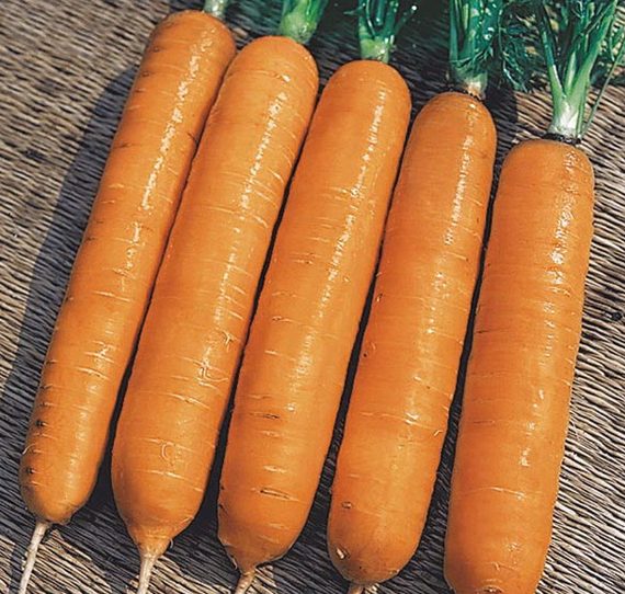 Морковь Самсон - хорошей моркови должно быть много