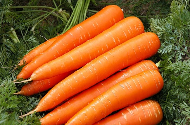 Сорт моркови Королева осени