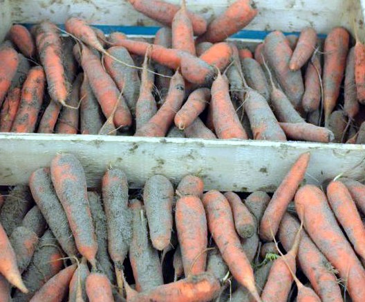 Лучшие способы хранения моркови в погребе, и не лучшие