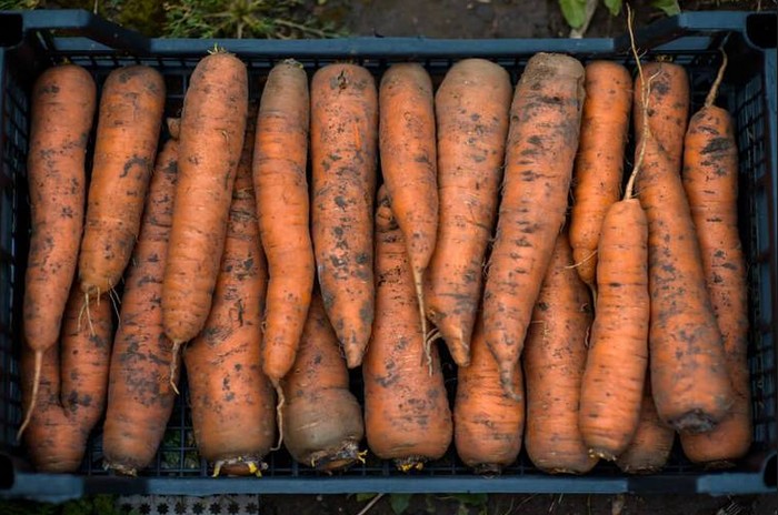 Лучшие способы хранения моркови в погребе, и не лучшие