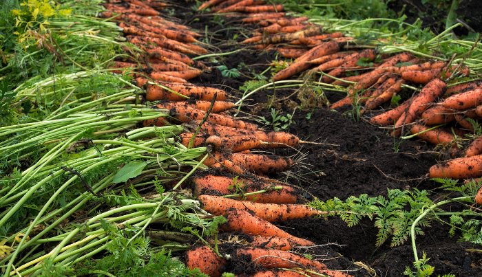 Чем подкормить морковь и чем нельзя удобрять: сроки подкормок, удобрения и нормы внесения
