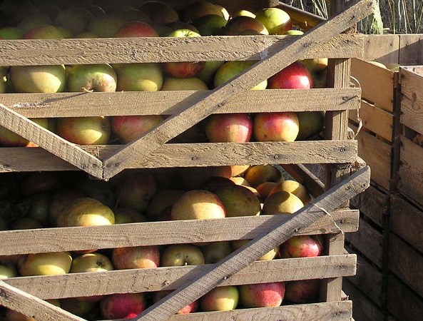 Как хранить яблоки : чтобы всю зиму как с дерева