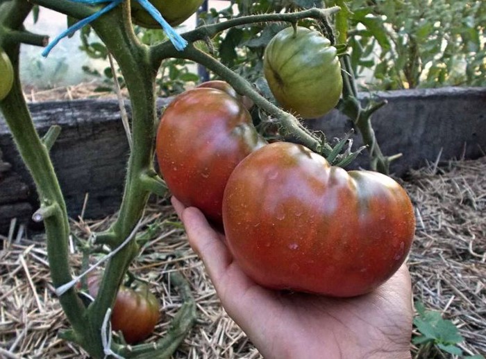 Черные томаты: самые лучшие сорта, самые вкусные, самые черные