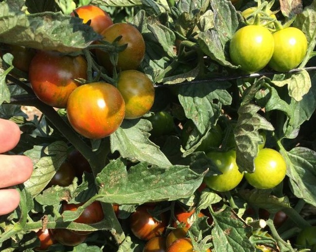 Листья помидор скручиваются: определитель недостатка питания