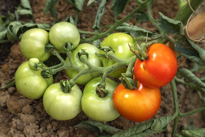 Фитофтороз томатов: кто виноват, что делать