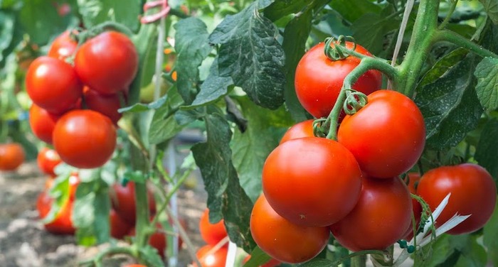 Фитофтороз томатов: кто виноват, что делать