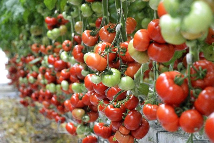 Листья помидор скручиваются: определитель недостатка питания