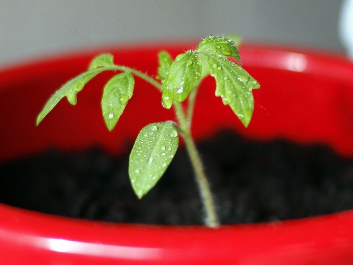 Выращивание рассады томатов: эти секреты важно помнить