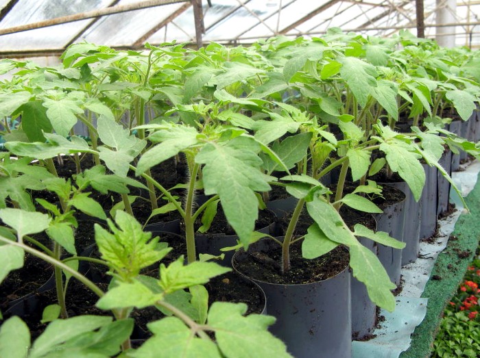 Выращивание рассады томатов: эти секреты важно помнить