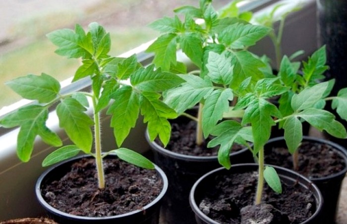 В чем замочить семена томата: рассадный вопрос