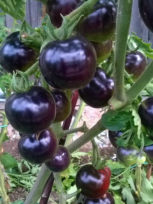 Черные томаты: самые лучшие сорта, самые вкусные, самые черные