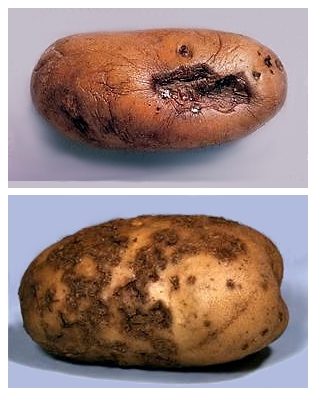Про сухую пятнистость, или альтернариоз картофеля