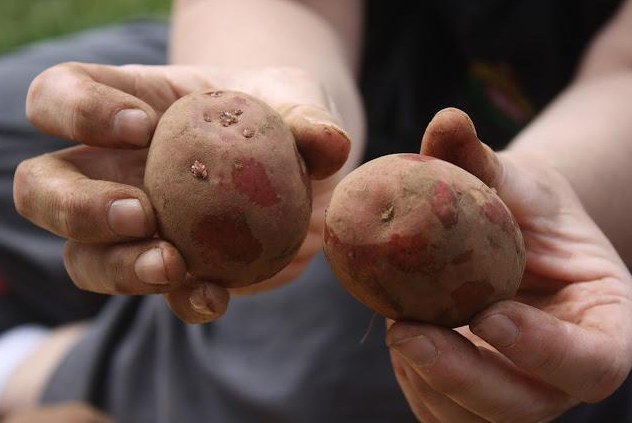 Когда и как проращивать картофель: выращиваем второй хлеб правильно