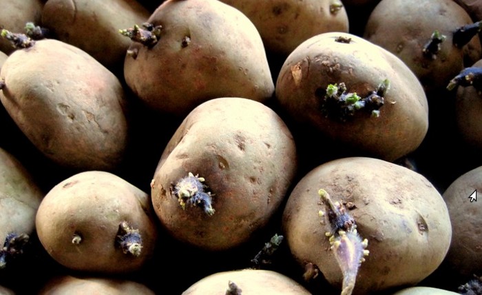 Подготовка картофеля к посадке: 9 главных правил картофелевода