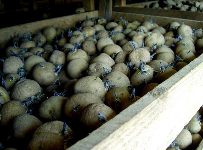 Подготовка картофеля к посадке: 9 главных правил картофелевода