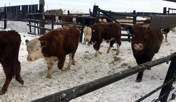 Откорм бычков на мясо: сколько можно заработать, или как я 5 лет казахских белоголовых откармливаю