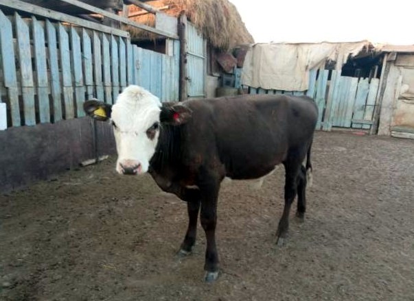 Откорм бычков на мясо: сколько можно заработать, или как я 5 лет казахских белоголовых откармливаю