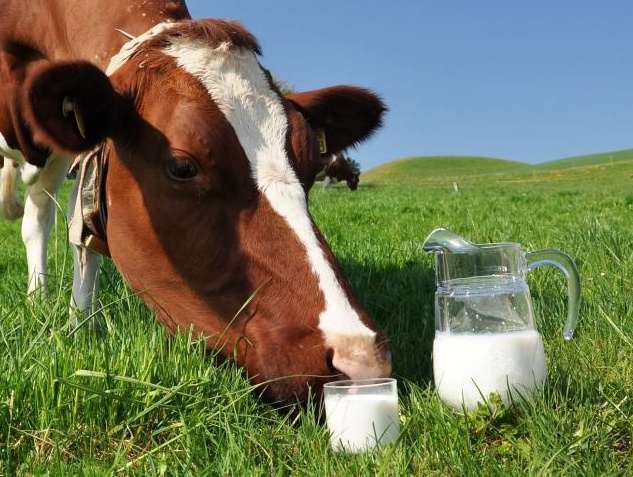 Сколько денег принесут 5 коров, если держать их ради молока: подсчет прибыли небольшого коровника