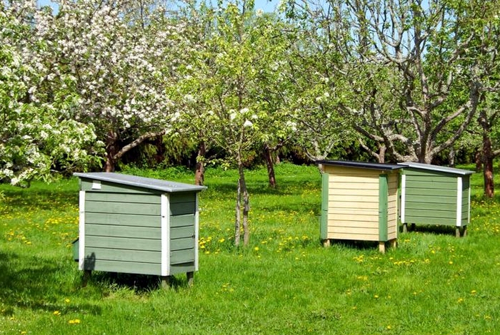 Какую прибыль может приносить небольшая пасека: реальная история о создании бизнеса на пчелах