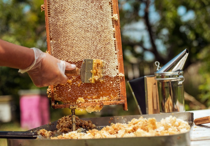Какую прибыль может приносить небольшая пасека: реальная история о создании бизнеса на пчелах