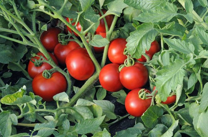 Низкорослые томаты для открытого грунта без пасынкования: любимцы томатоводов