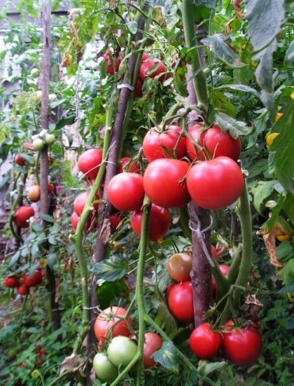 Розовые томаты, сорта для фермера и дачника
