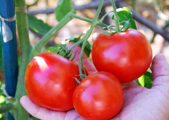 Пасынкование томатов в теплице и в открытом грунте, формирование индетерминантных сортов и детерминантных