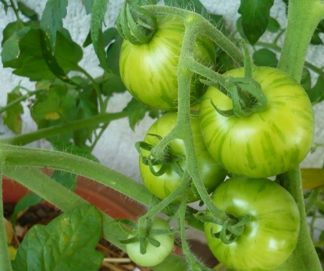 Выращивание помидор в теплице: самые частые проблемы и промахи агротехники
