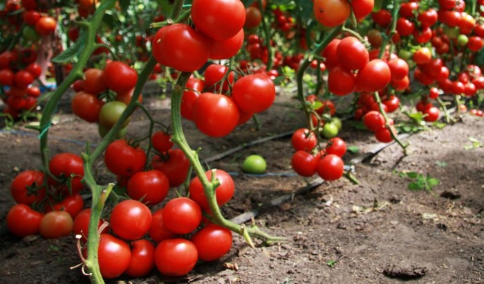 Когда сажать помидоры на рассаду в 2019 году по лунному календарю