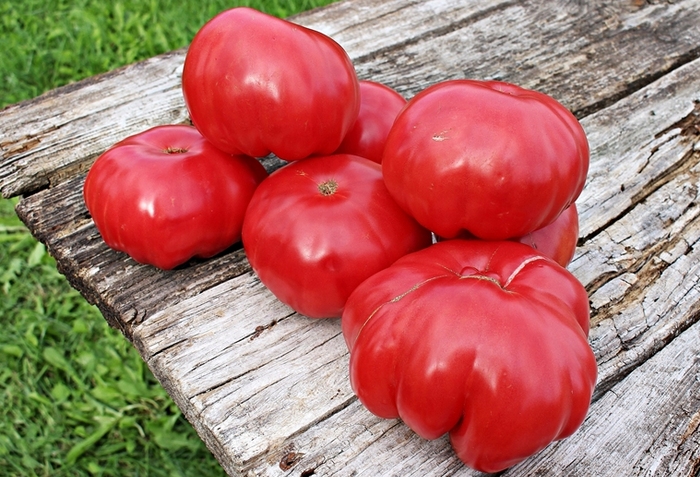 Подкормка помидор дрожжами для огромного урожая