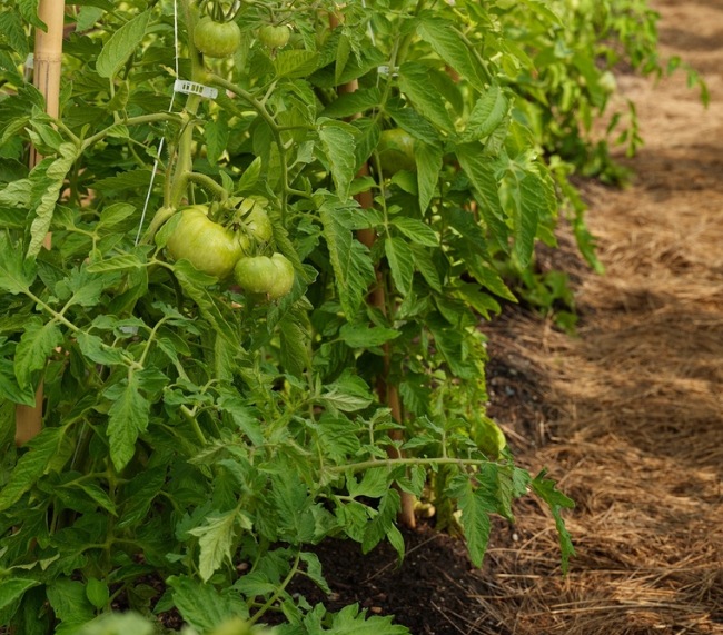 Посадка рассады помидоров в открытый грунт в 2020: сроки, советы экспертов, благоприятные дни
